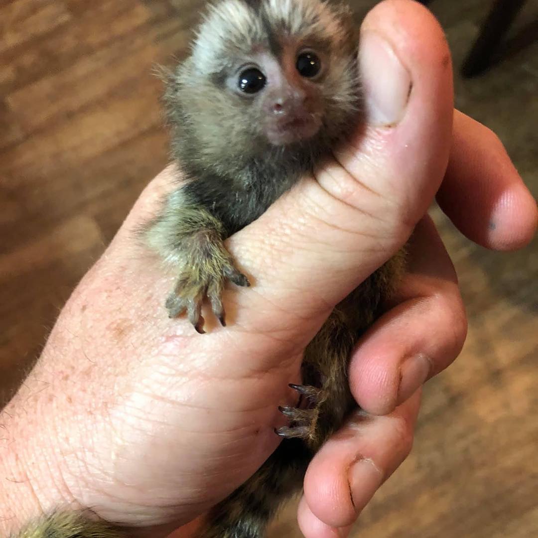 satilik iki marmoset maymunu var maymunlar cekmekoy istanbul