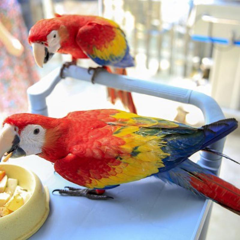 satilik jako papagani jako papagan papagan macaw kuslar cesme izmir ilan
