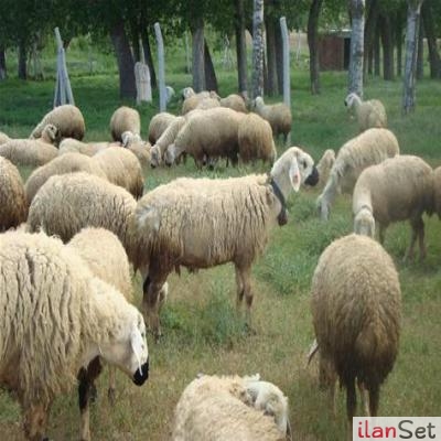 Merinos telefon