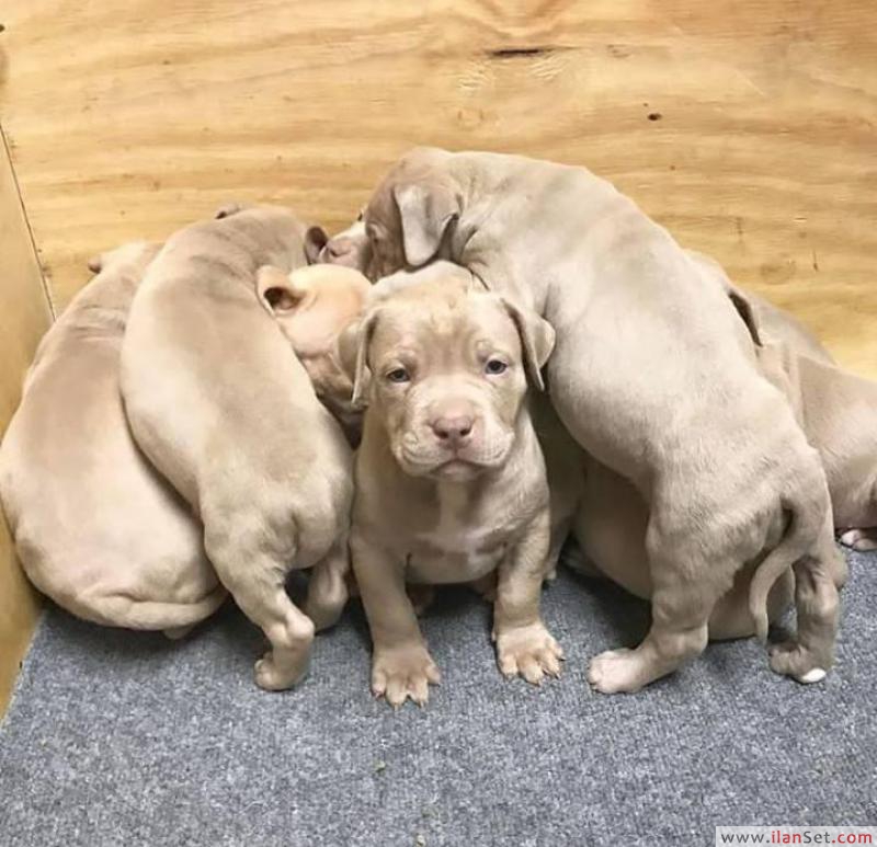 Satılık pitbull terrier yavruları. Köpek ilanları Güneysınır Konya