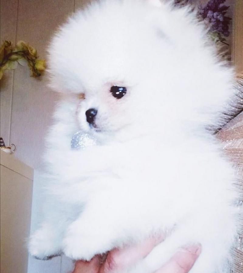 yavru ücretsiz köpek verenler