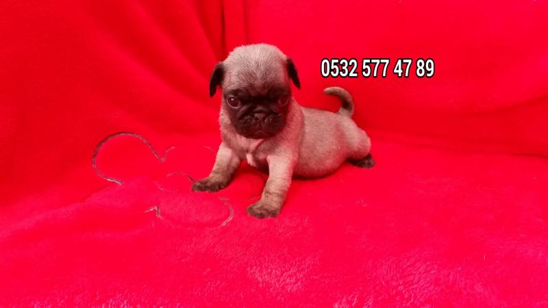 satilik pug mops yavrulari sahibinden anne altindan kopek ilanlari koycegiz mugla ilan