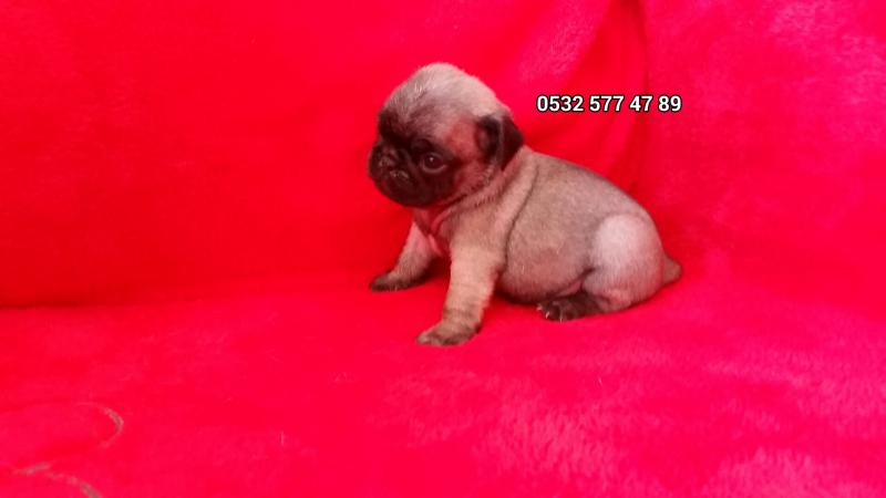 satilik pug mops yavrulari sahibinden anne altindan kopek ilanlari koycegiz mugla ilan