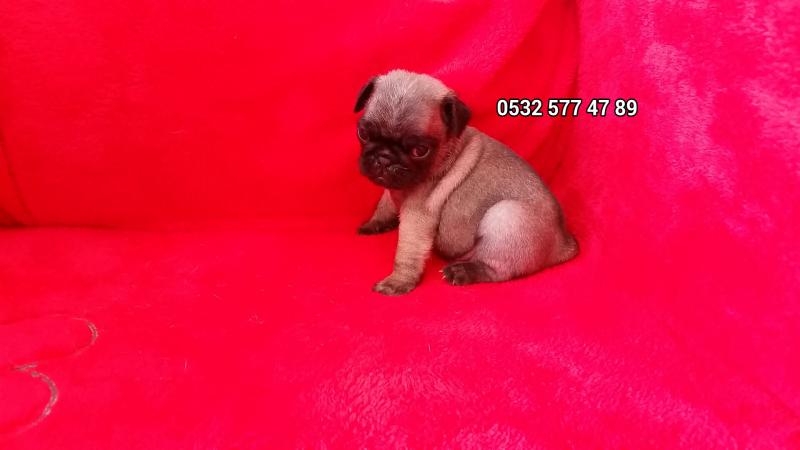 satilik pug mops yavrulari sahibinden anne altindan kopek ilanlari koycegiz mugla ilan