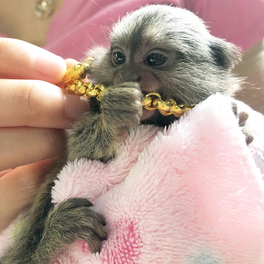 satilik pygmy marmosets maymunlar fatih istanbul
