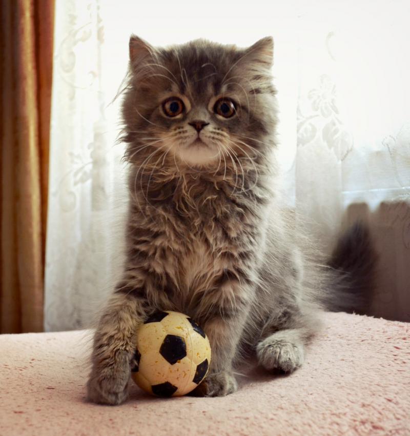 Satılık tabby highland scottish straight yavrular Kedi ilanları Fatih