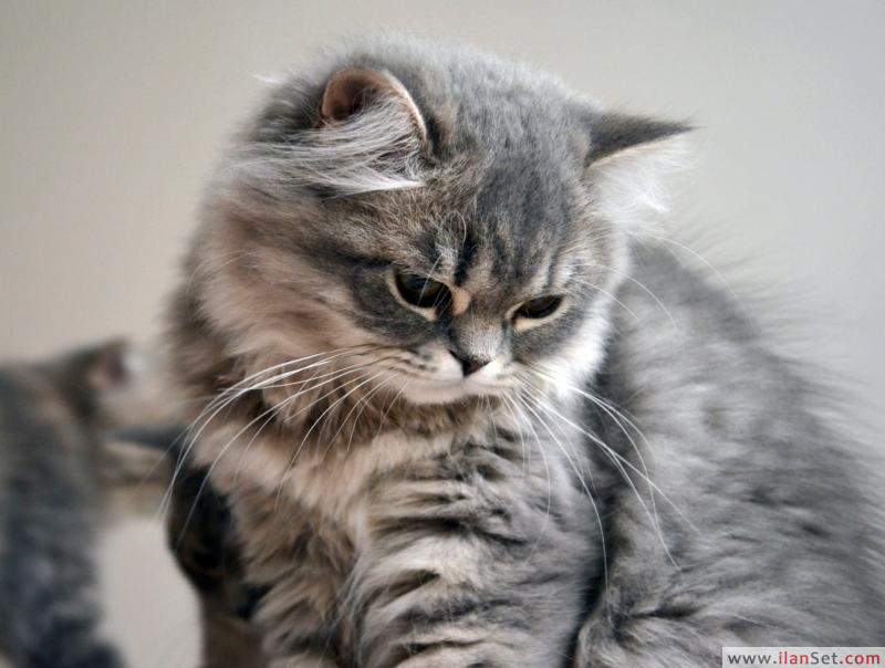 Satılık tabby highland scottish straight yavrular Kedi ilanları Fatih
