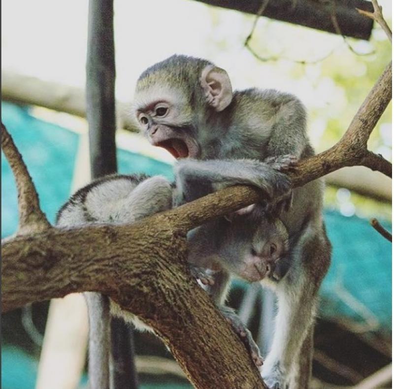 satilik yavru orumcek maymun maymunlar merkez edirne ilan