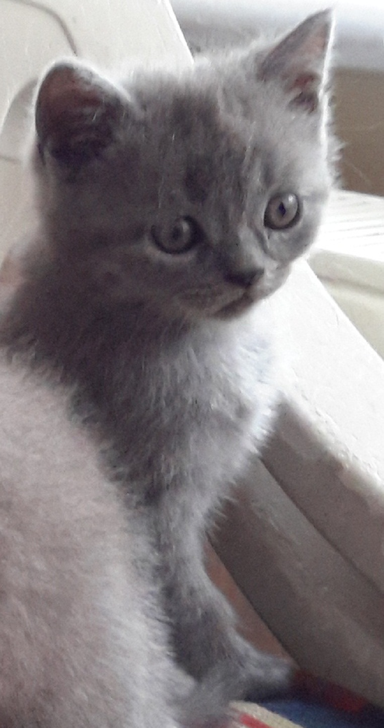 Scottish british kedi yavrusu görüşülür Kedi ilanları Nilüfer Bursa