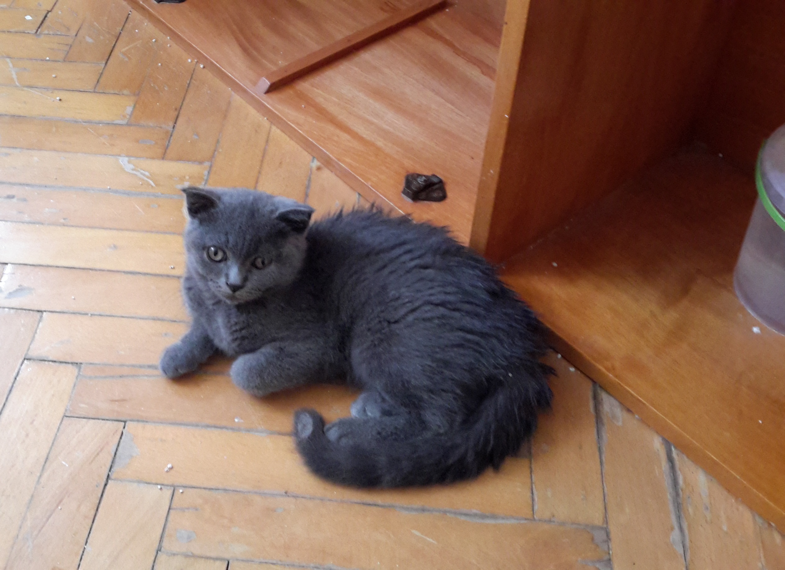 Scottish fold kedi yavrusu Kedi ilanları Nilüfer Bursa