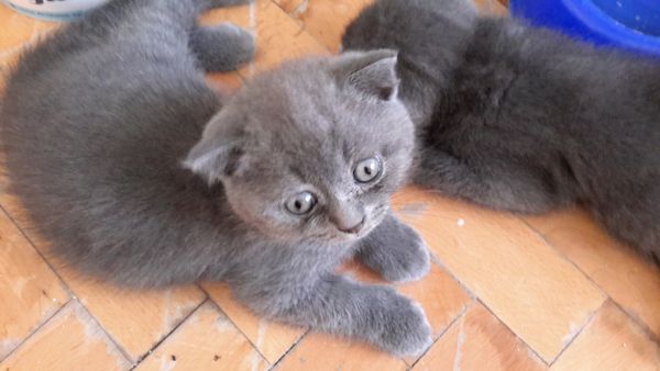 Scottish fold kedi yavrusu ücreti görüşülür Kedi ilanları Nilüfer Bursa