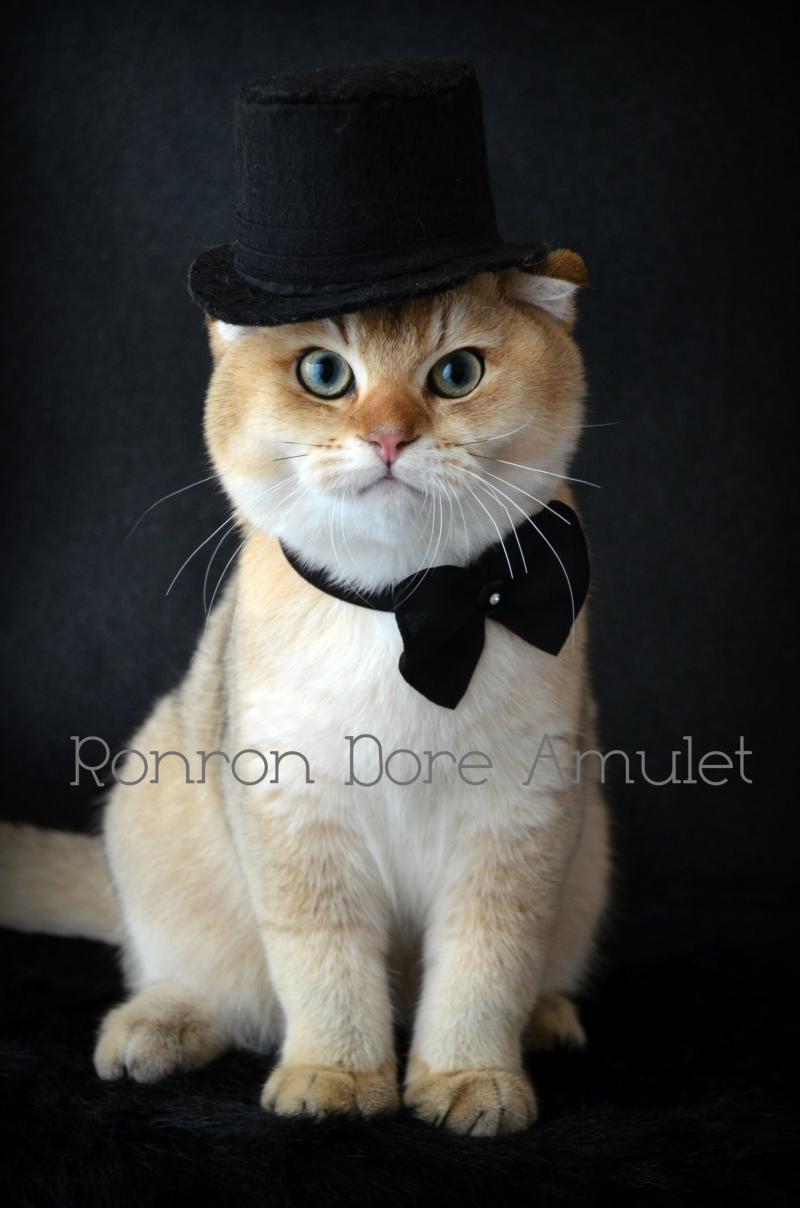 Secereli altın rengi scottish fold erkek Kedi ilanları Fatih İstanbul