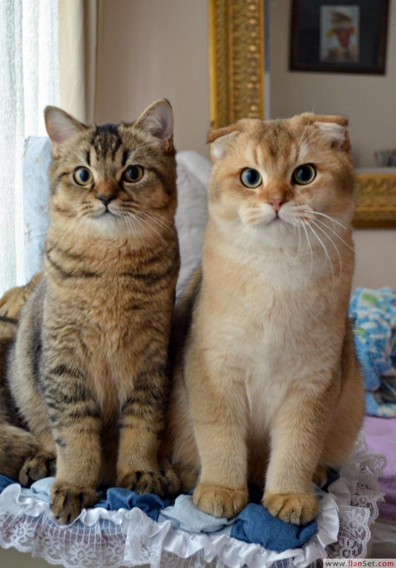 Secereli altın rengi scottish fold erkek Kedi ilanları Fatih İstanbul