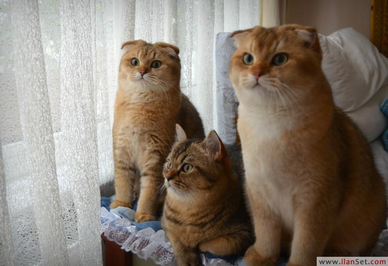 Secereli altın rengi scottish fold erkek Kedi ilanları Fatih İstanbul