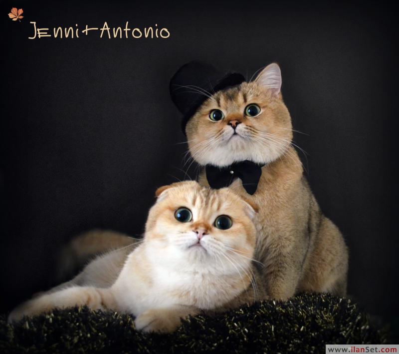 Secereli altın rengi scottish fold erkek Kedi ilanları Fatih İstanbul