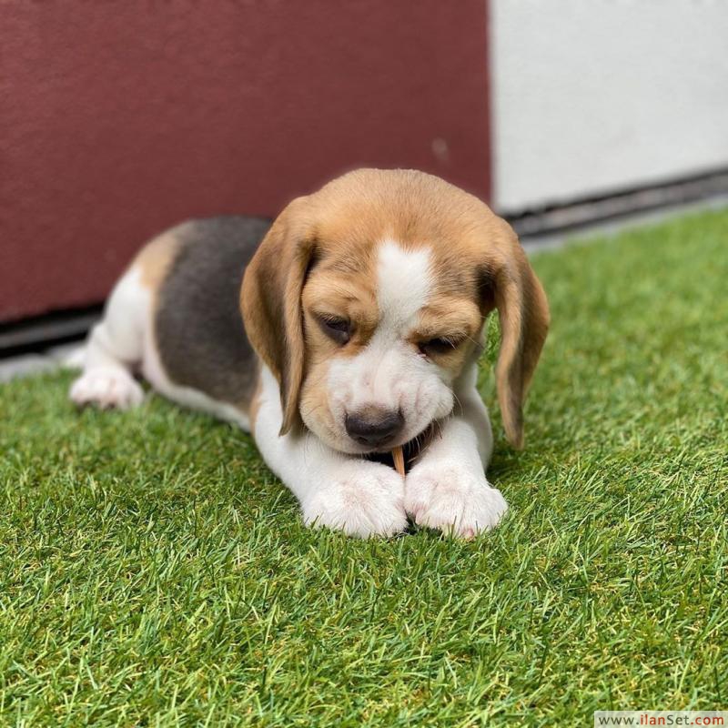 Sevgi beagle yavru Köpek ilanları Gaziosmanpaşa İstanbul