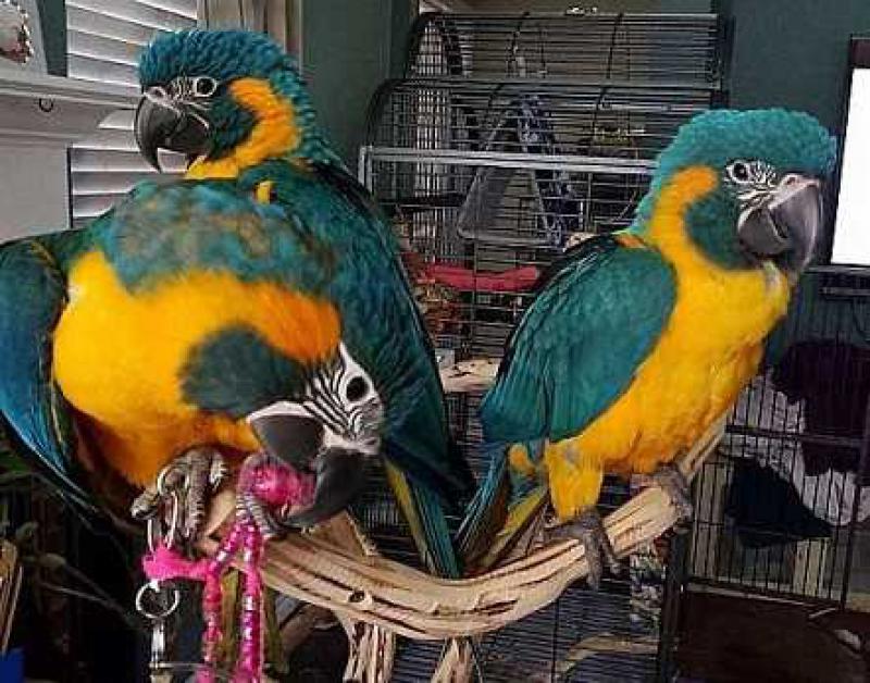 Sevgi dolu evler için güzel afrika gri papağan Kuşlar