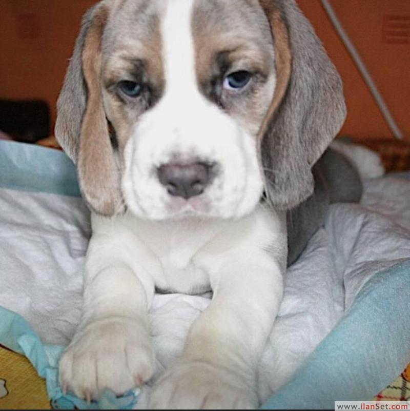 Sevimli beagle yavru gerek bir güzel ev Köpek ilanları Çatalca İstanbul