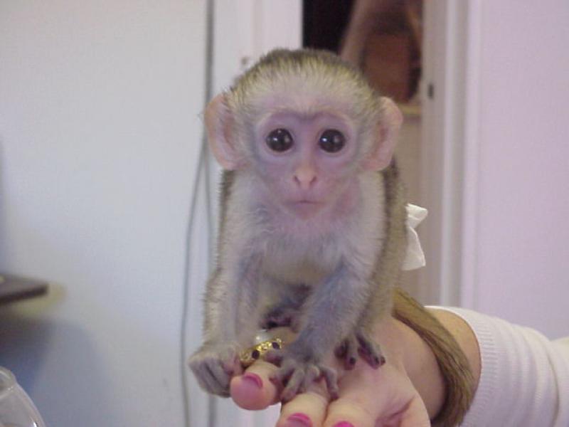 Авито обезьяна живая. Домашняя обезьянка капуцин. Капуцин детеныш. Маленькая обезьяна капуцин. Ручная обезьянка.