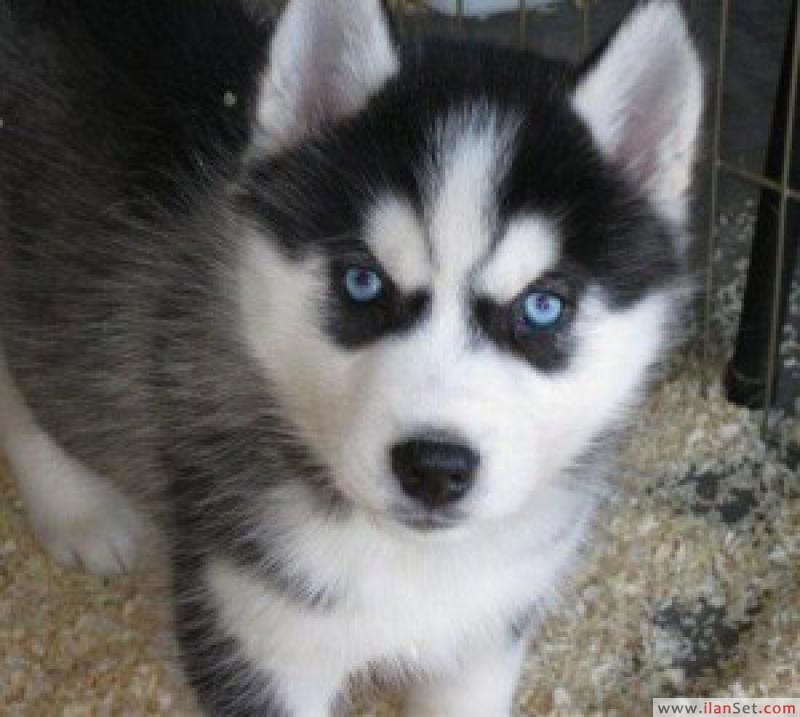 husky köpek fiyatları