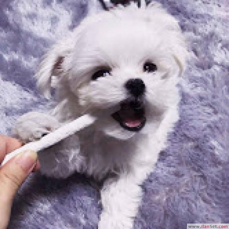 malta köpeği fiyat