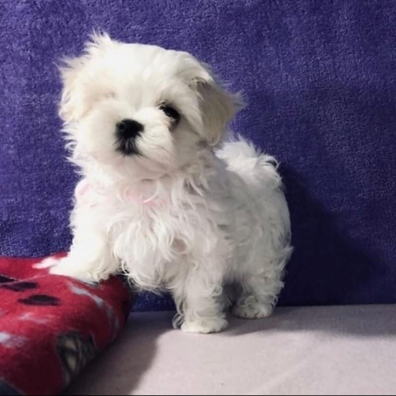Şimdi yeni bir yuva bekleyen sosyal malta köpeği Köpek ilanları