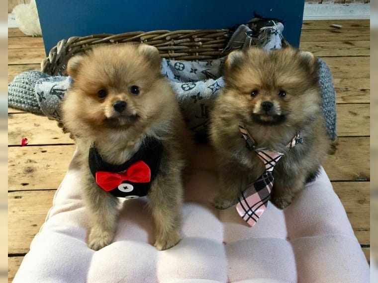Süper tatlı cüce sivri pomeranian bebek yavruları Köpek ilanları Çine Aydın