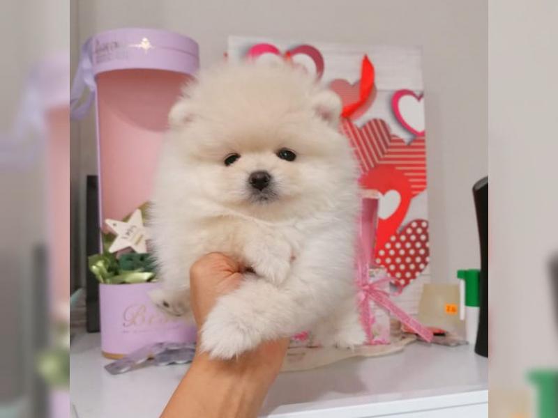 Tatlı akıllı pomeranian yavru Köpek ilanları Karacabey Bursa