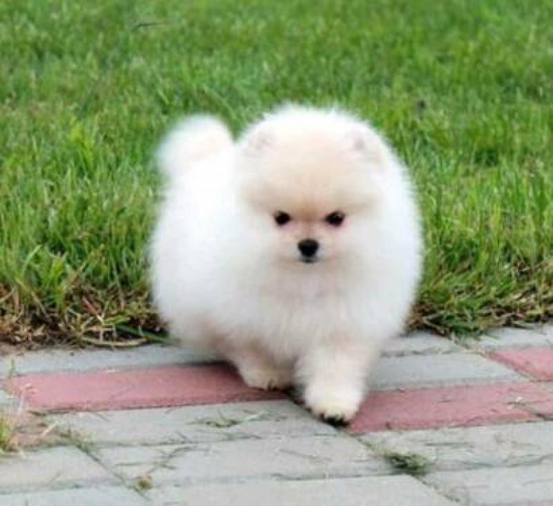 yavru köpek gerçek