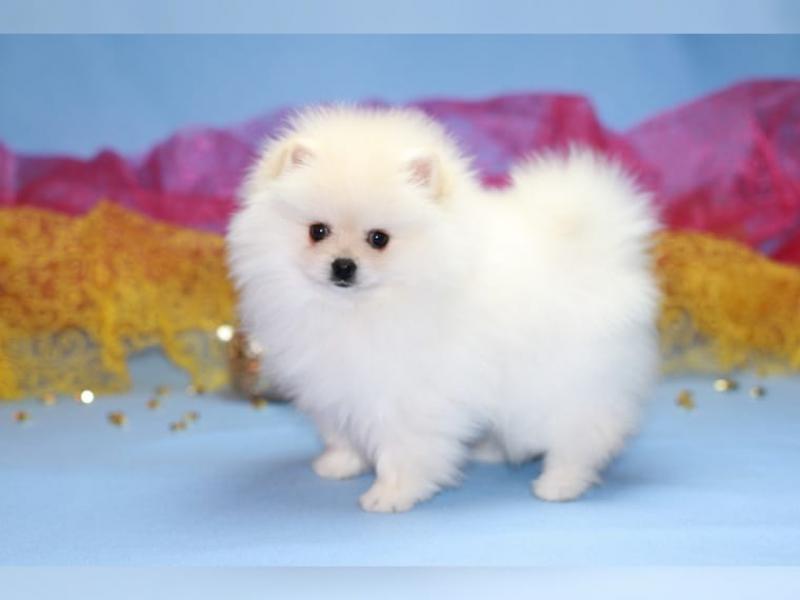 Tatlı güzel şefkatli pomeranian yavru Köpek ilanları Çorlu Tekirdağ