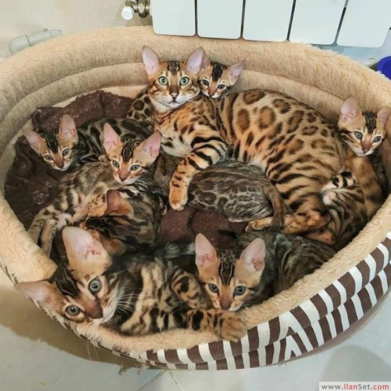 Tica kayıtlı bengal yavru kedi Kedi ilanları Eminönü İstanbul