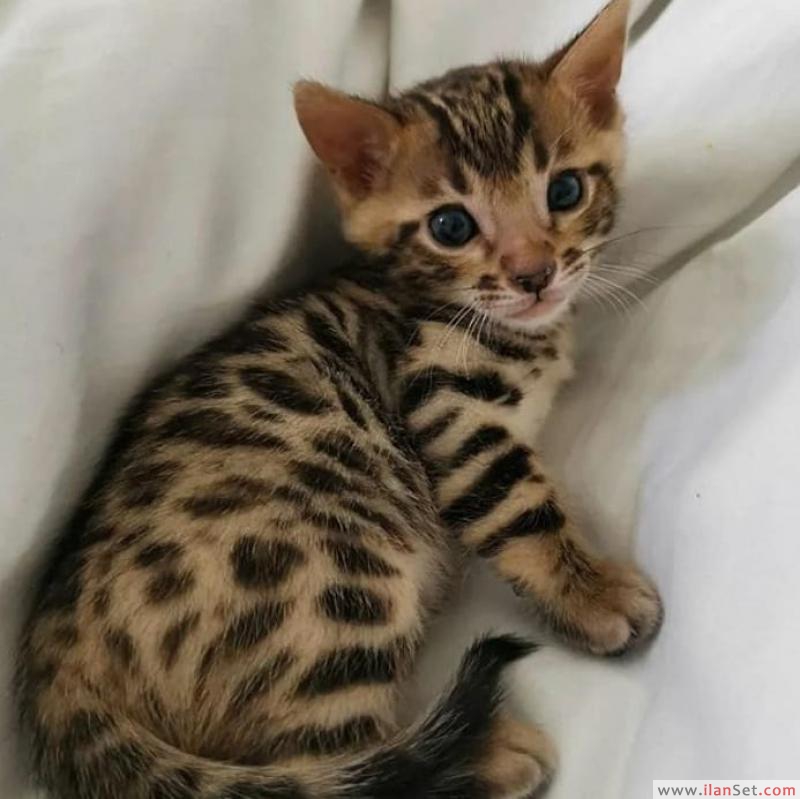Tica kayıtlı bengal yavru kedi Kedi ilanları Eminönü İstanbul