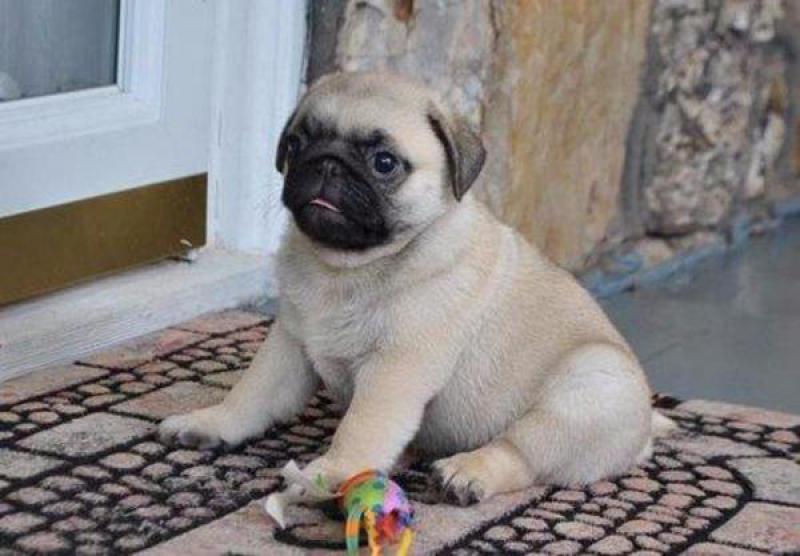 fethiye köpek sahiplendirme