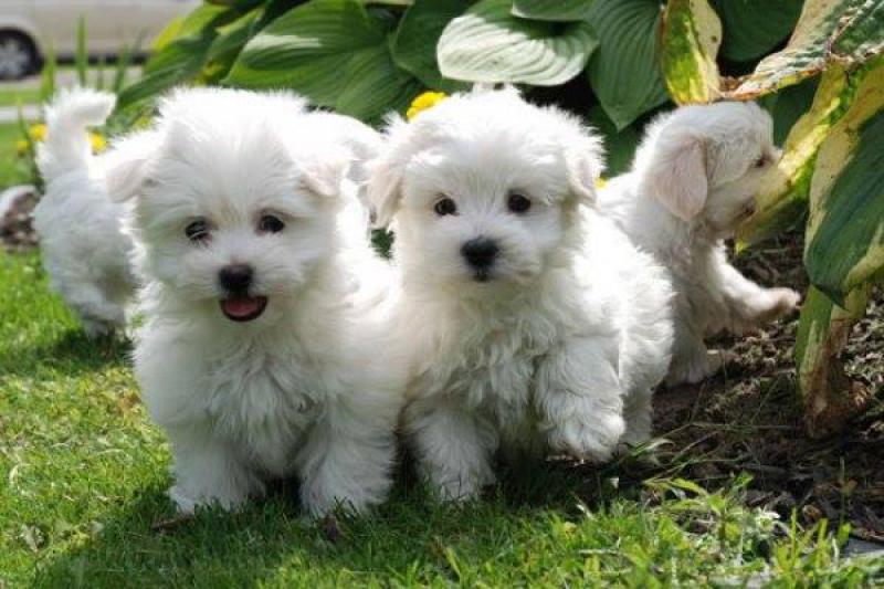 Üstün malta yavruları erkek ve dişi mevcuttur. Köpek ilanları Merkez