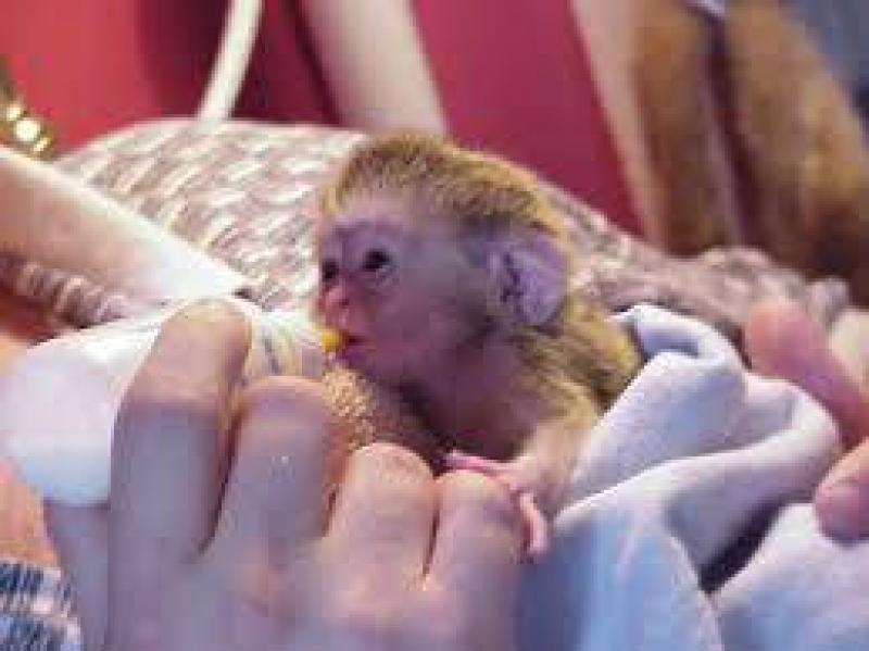 Сколько живут обезьяны в домашних. Маленькая обезьяна капуцин. Маленькая домашняя обезьянка. Ручная обезьянка. Мартышка домашняя.