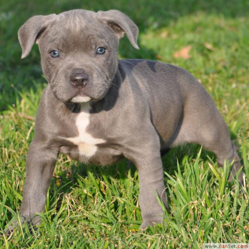 Yavru pitbull Köpek ilanları Merkez İzmir