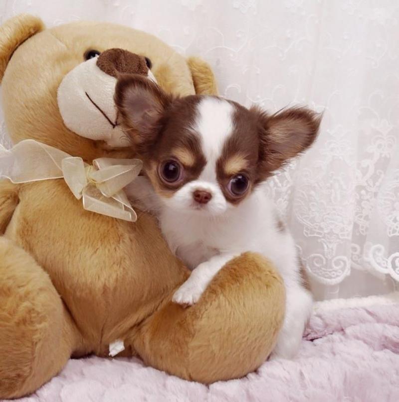 Yeni bir ev için safkan chihuahua yavruları. Köpek ilanları Bozkır Konya