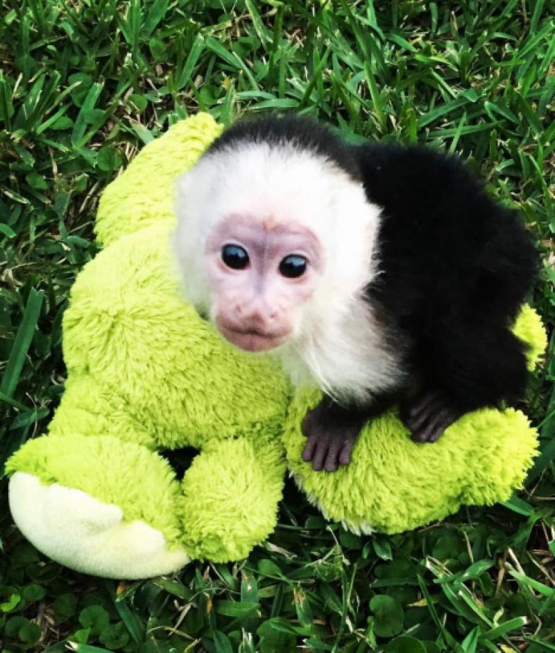 Yeni evler için sevimli capuchin maymunları Maymunlar Merkez Sinop