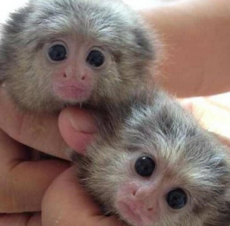 Yeni evler için tatlı bebek marmoset maymunları Maymunlar Merkez Diyarbakır
