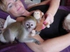 !!! byleyici erkek ve kadn capuchin maymunlar !!!