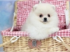 # deerli salkl pomeranian yavru