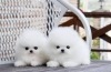 @ dog @  sat pomeranian m! a! l! eanf kadn imdi tatl ev