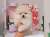 # dost sosyal kaytl  pomeranian yavru