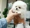 ****** evlat edinmek iin akc kadn pomeranian yavru ******