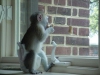 !!! gzel capuchin maymunlar