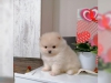 # mkemmel tatl pomeranian yavru