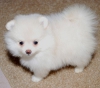 ** oyuncak iin toy teacup akc pomeranan yaynlar **