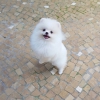 === *** pomeranyal rehoming creti teekkr  barda oyunca