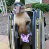 .  satilik muhtesem capuchin maymunlari
