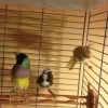 1 adet dii gouldian finch, 2 erkek bengal